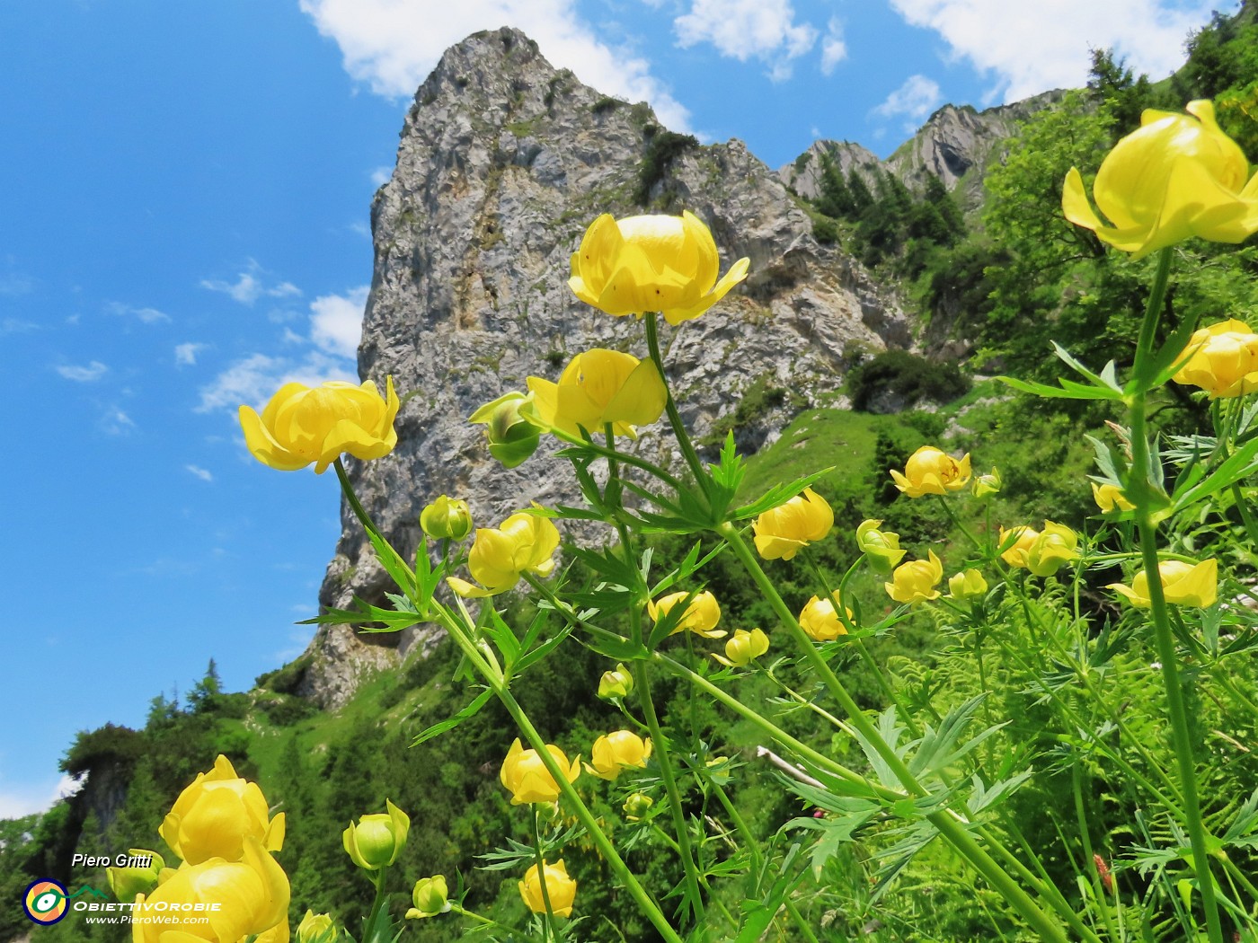 02 Trollius europaeus (Botton d'oro), sul sent. 219 alle pendici del torrione del Corno Branchino .JPG